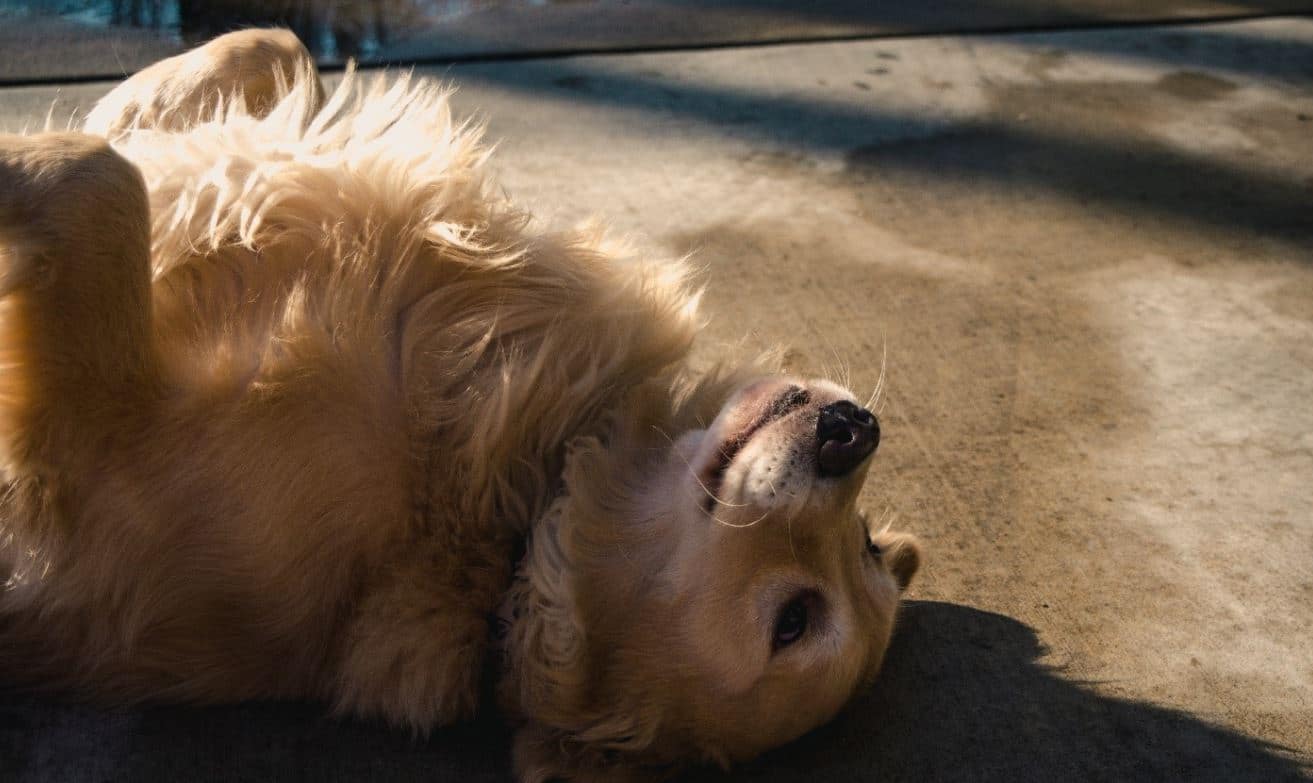 Golden retriever Golden Retriever rolling over the ground