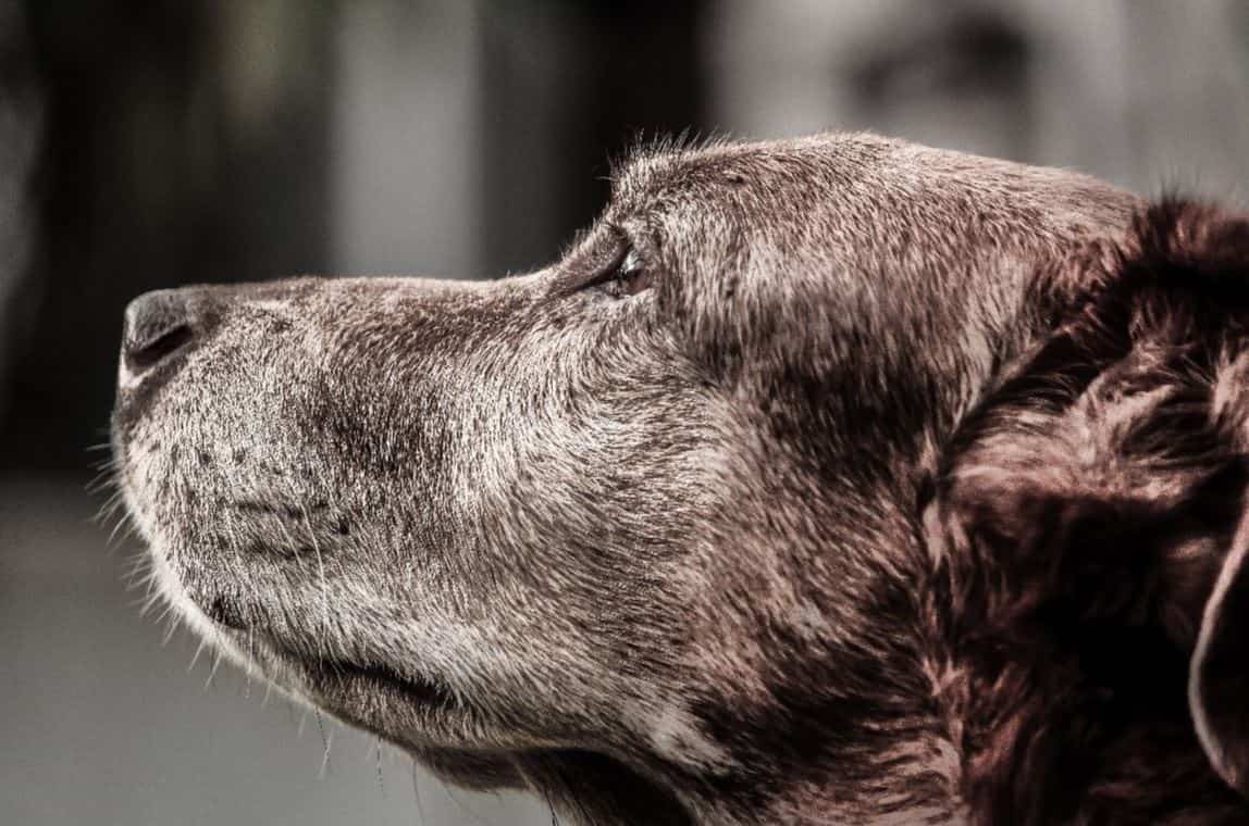 Labrador Adapt Labrador looking away