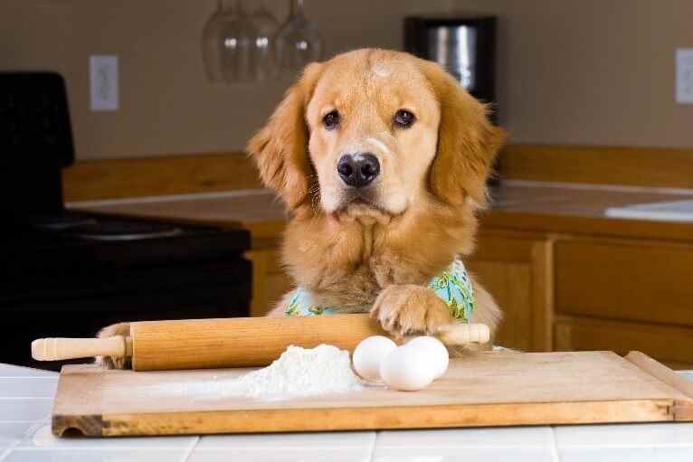 Baking dog Dog making bread dough