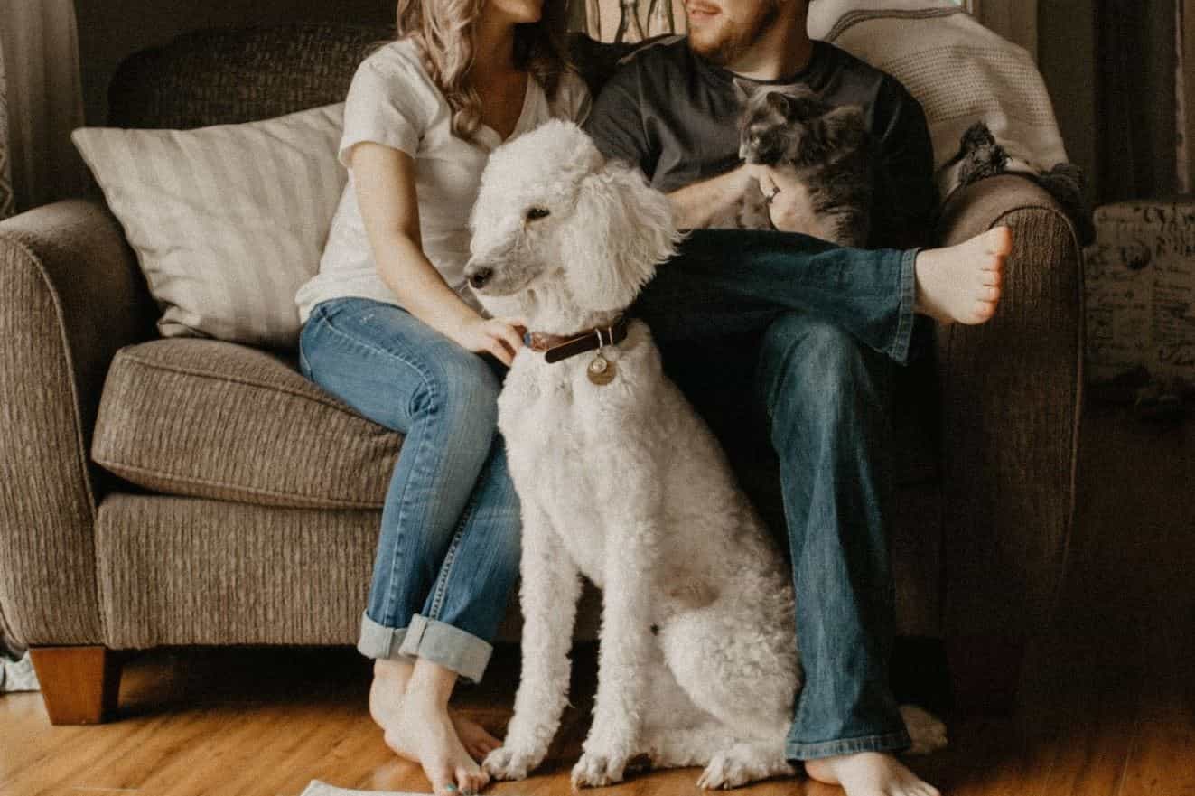 Cat Dog Couple Dog, cat and couple in living room