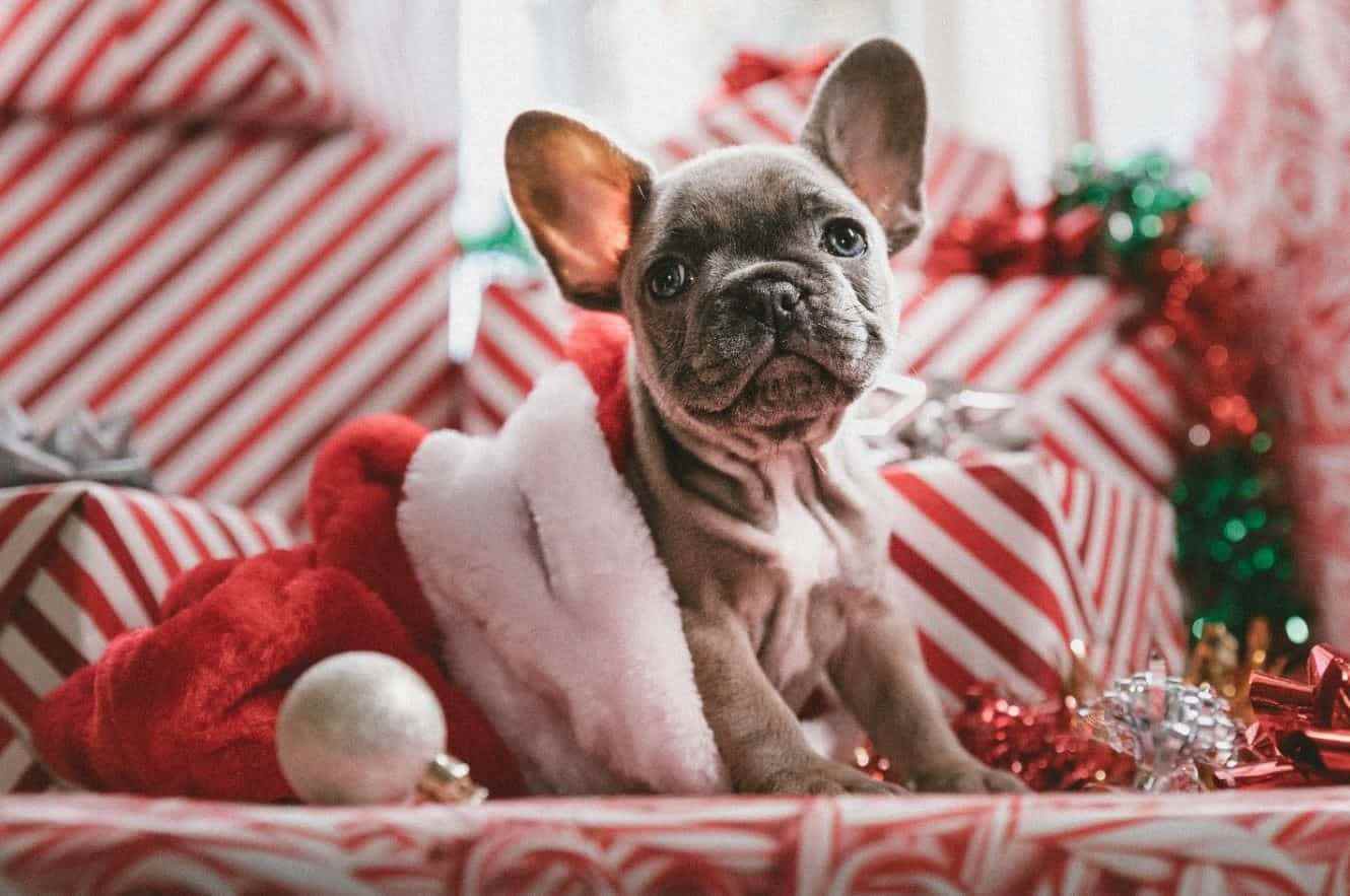 Christmas Dog Featured Puppy among Holiday gifts