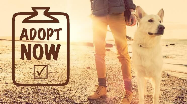 Dog Adopt Now Dog Adopt Now for dog adoption