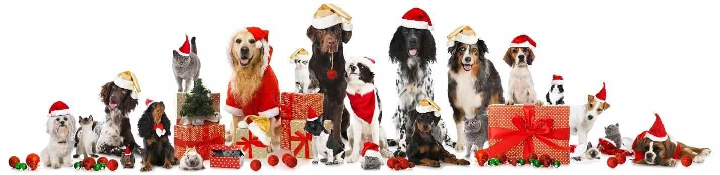 Dogs Christmas Costumes Dogs wearing Christmas costumes and Christmas presents