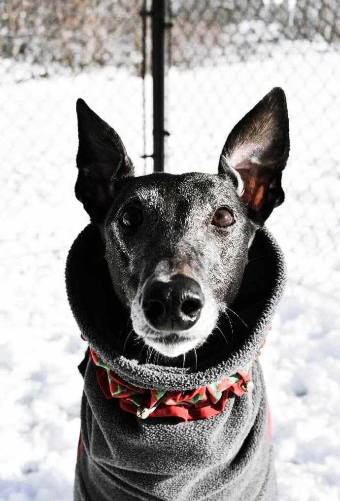 Snow Dog Dog wearing winter coat on snow