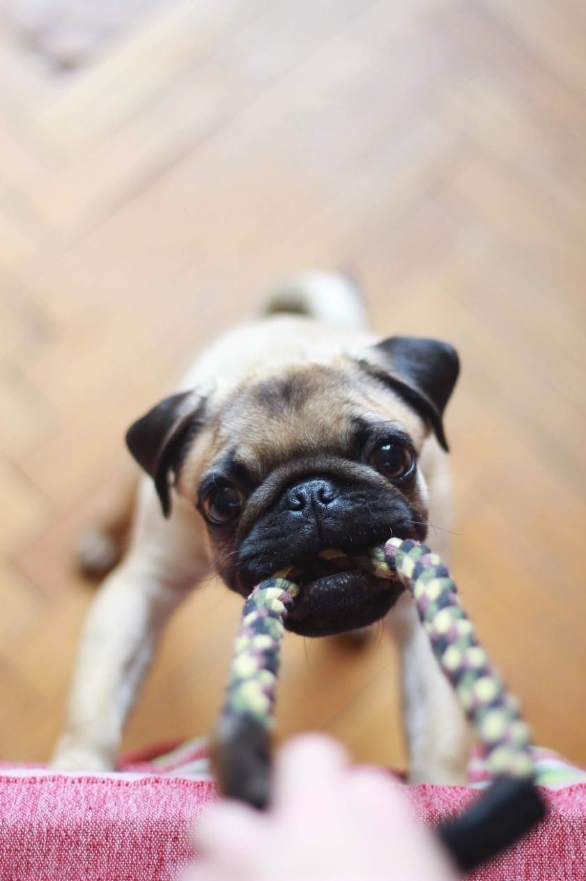 Pug and Rope Toy Pug playing with a rope toy