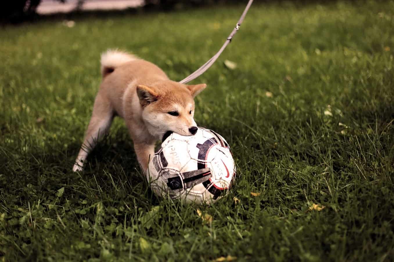 Shiba and Soccer Ball Shiba playing soccer