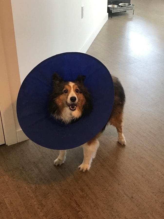 Blue Collar Dog Blue collar dog on wooden floor