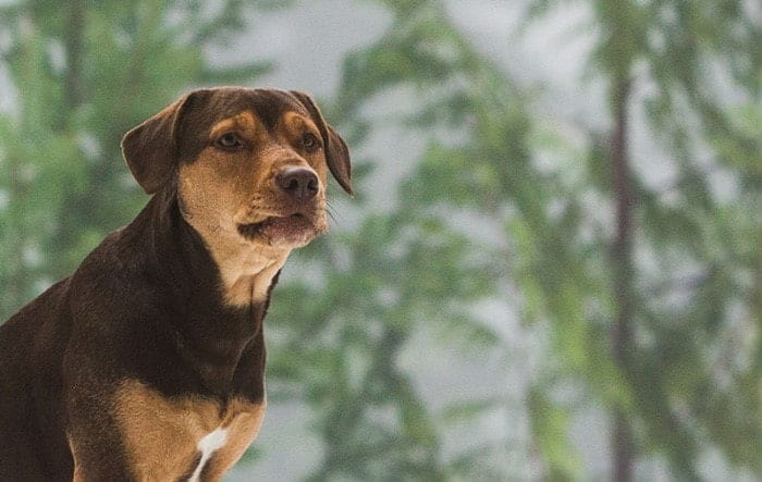 Pitbull Looks Away Brown pitbull looks away