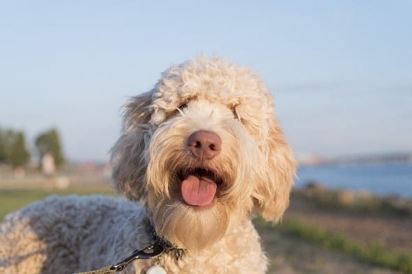 Goldendoodles cross breed Goldendoodles is cross breed of Golden Retriever and Poodle