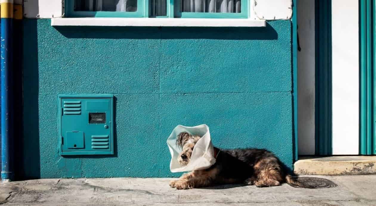 Collar Dog Wall Dog wearing a collar in front of blue wall