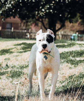 Azawakh 2020 Azawakh is one of the newest breed in 2020