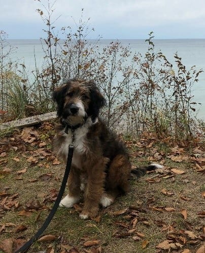 Bernedoodles 2020 Bernedoodles, 2029 new breed