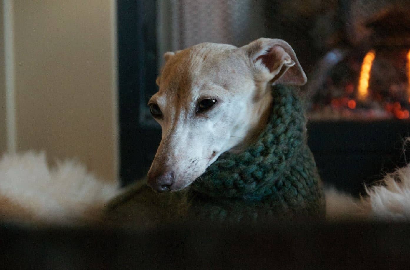 Greyhound Sweater Greyhound wears winter sweater