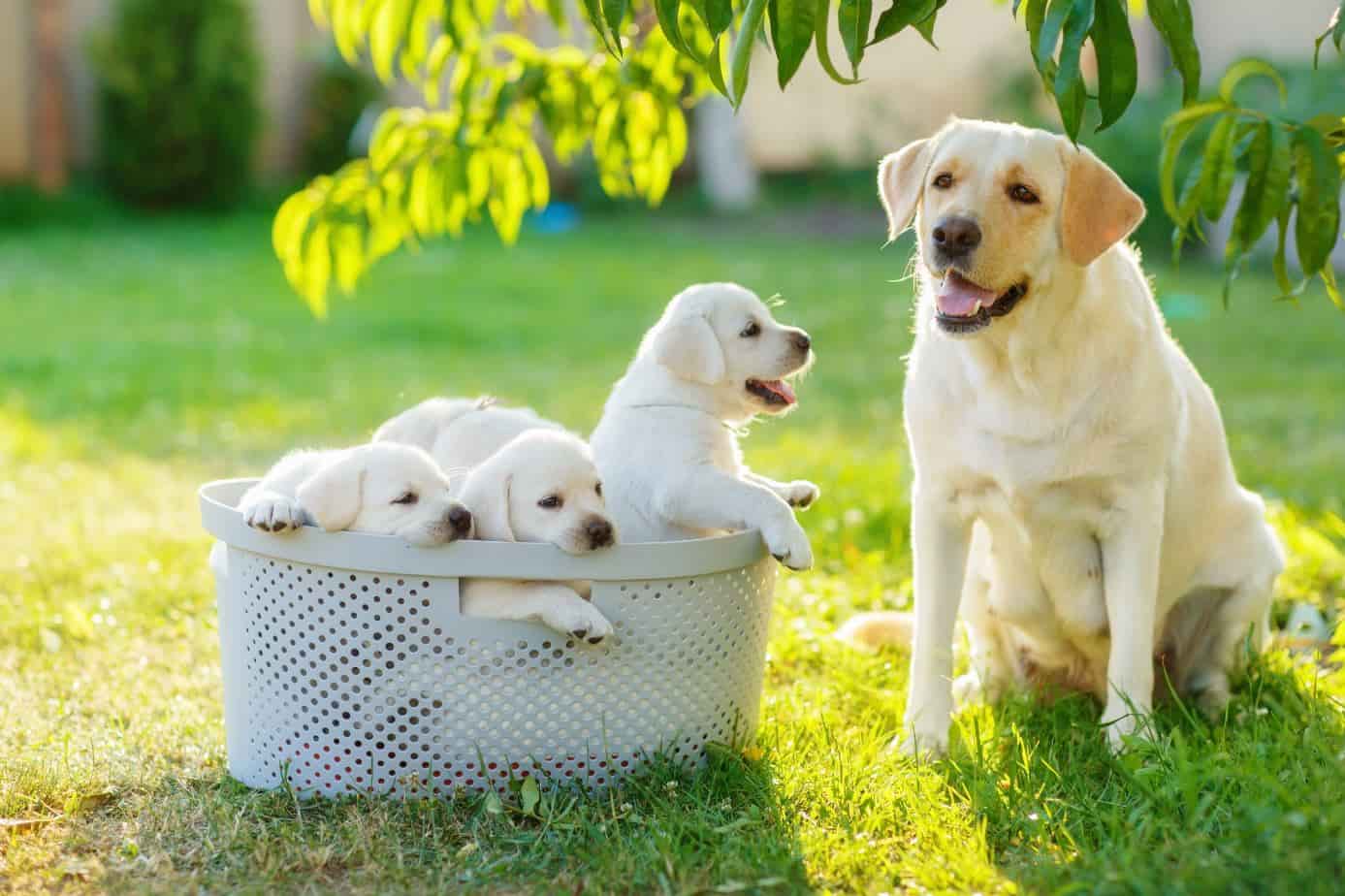 Dog with its puppies in a basket