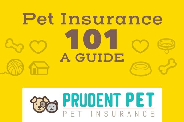 Pet Insurance 101 Pet Insurance 101 Guide