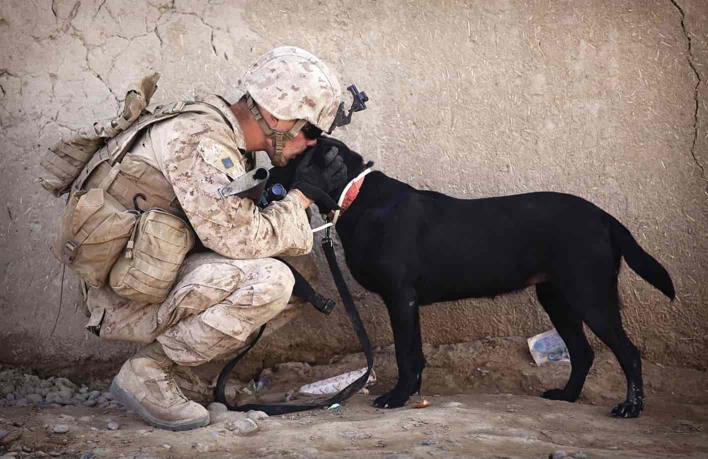 Soldier and Pitbull Embrace Soldier and pitbull hug each other