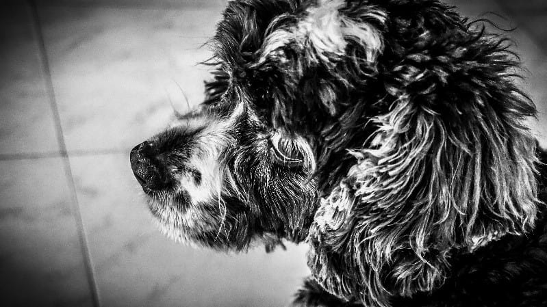 Bo and Sunny Barack Obama Bo and Sunny Barack Obama