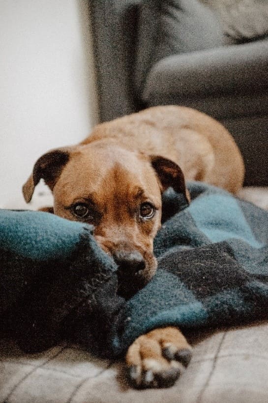 Brown Dog Blanket Brown dog laying on the blanket