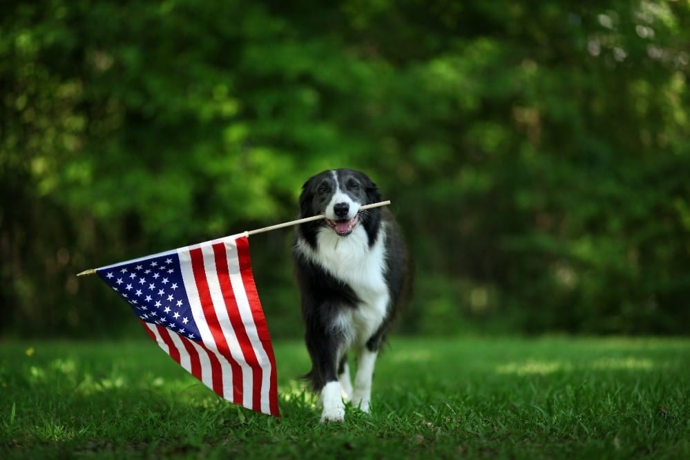 Dog American flag Dog and national flag of the U.S