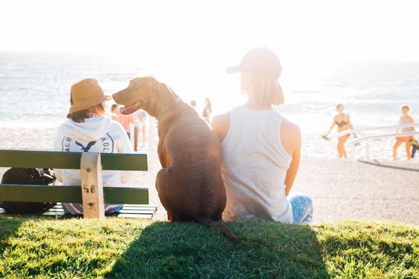 Dog with Woman on Beach Dog and woman sits at beach in summer