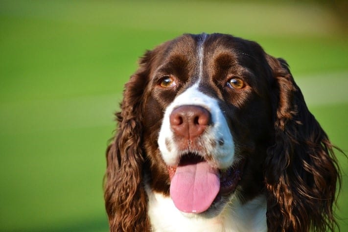 Millie Barbara Bush Barbara Bush's dog named Millie