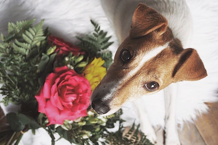 Romeo Jennifer Pet mom Jennifer's dog: Romeo