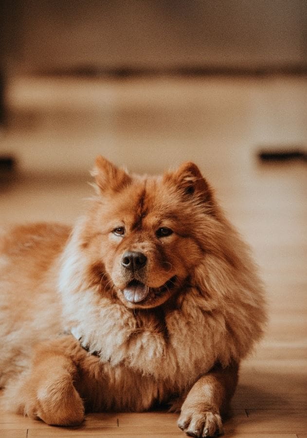 Dog Relationships How to treat mental health disorders in dogs