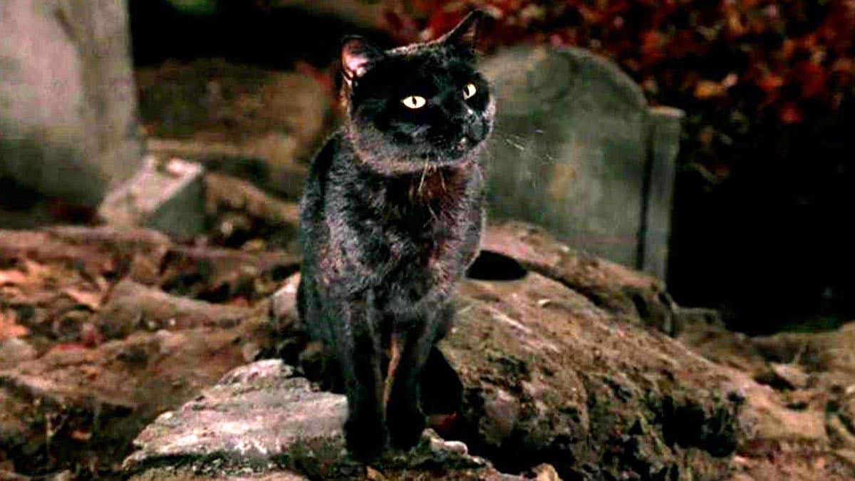 Hocus Pocus Hocus Pocus is a spooky flick and a great watch for witches and cat lovers