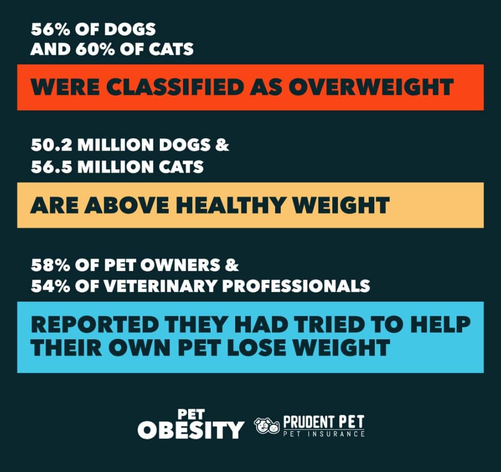 Obesity Stats and Facts Pet obesity stats from Prudent Pet