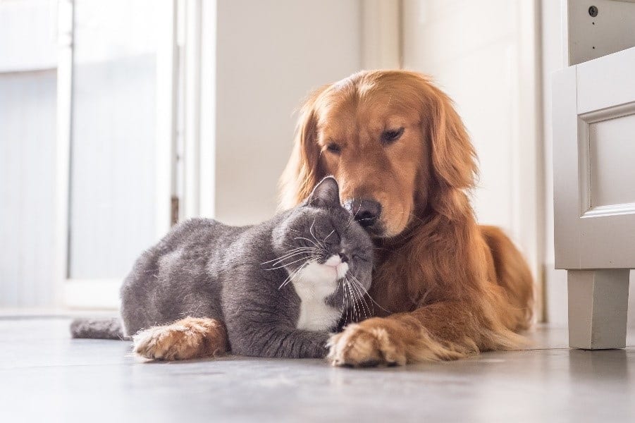 Pets Cuddling on the Floor Together Cat and dog cuddling on the floor