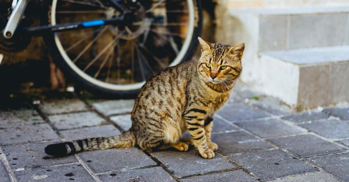 Missing Cat Missing cat sitting on the street