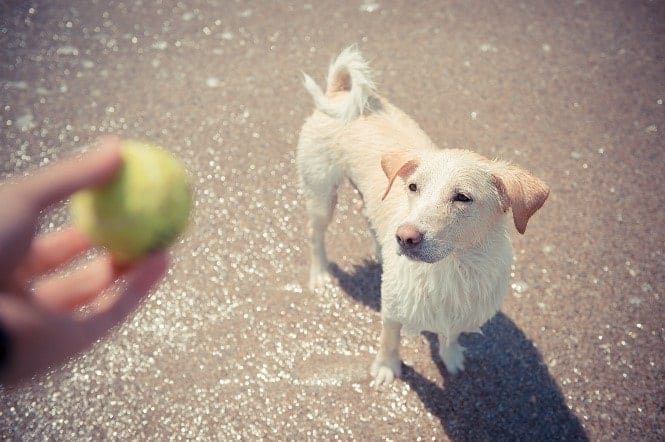 Dog and Tennis Ball Dog looks at a tennis ball in hand