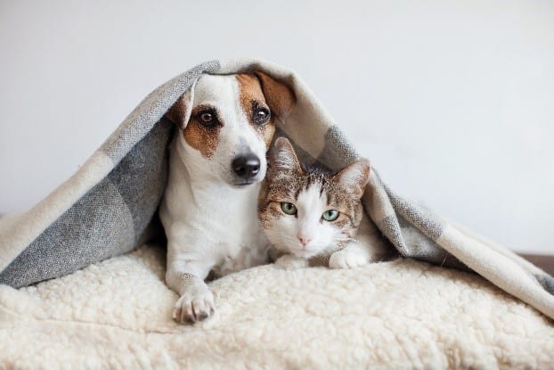 Dog and Cat Cuddling together Dog & cat in blanket together