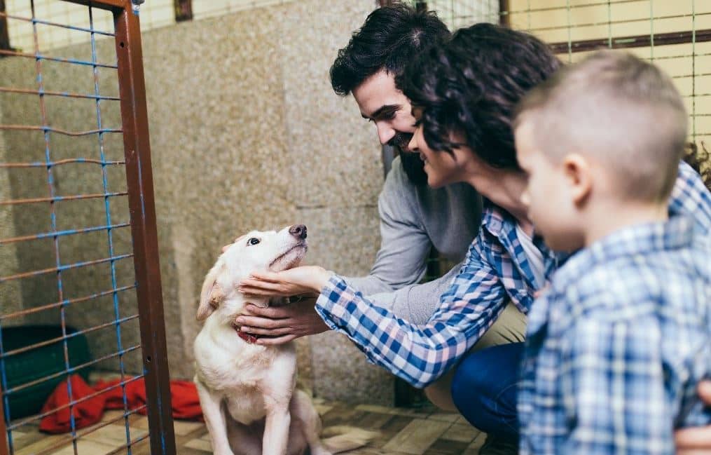 Family Visits Shelter Family visits a shelter to choose their adaption