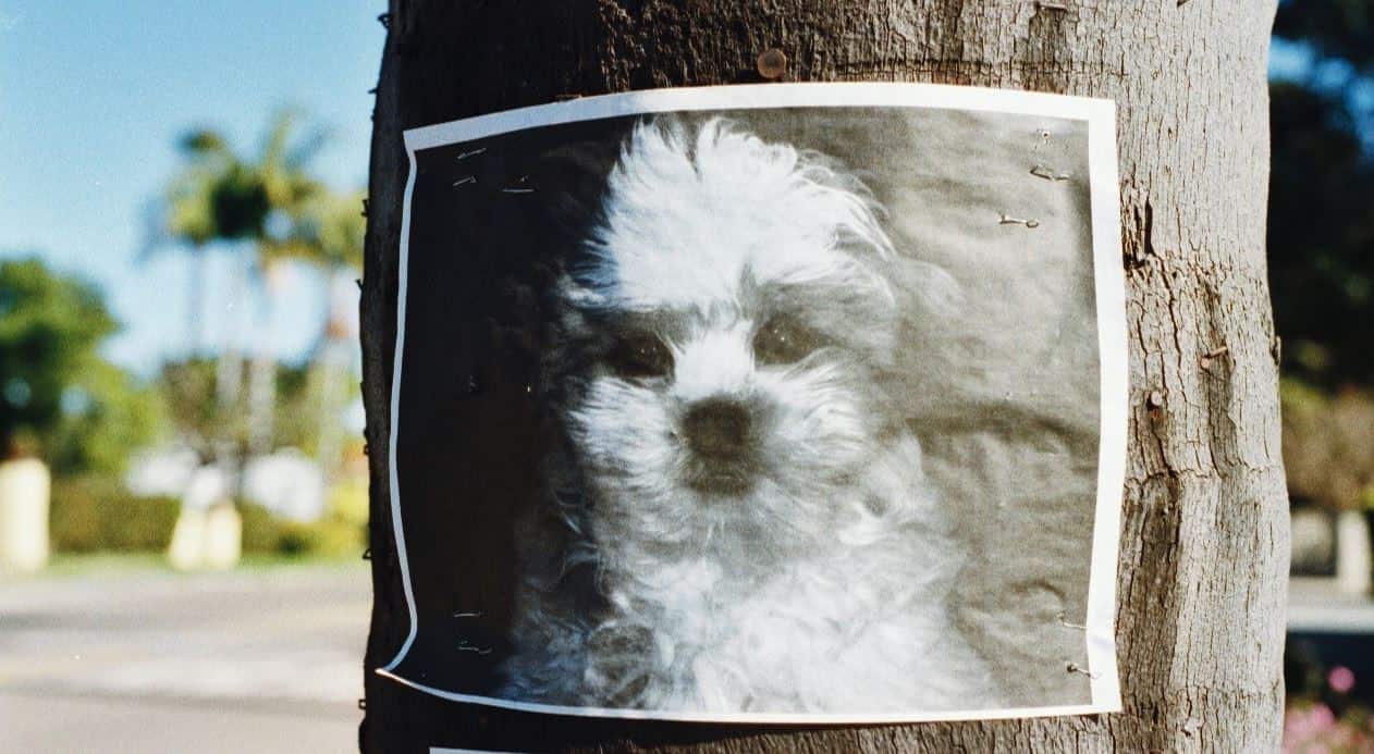 Missing Dog Missing dog posted on the tree