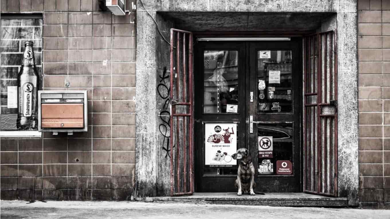 Dog Store Front Dog sitting in front of store