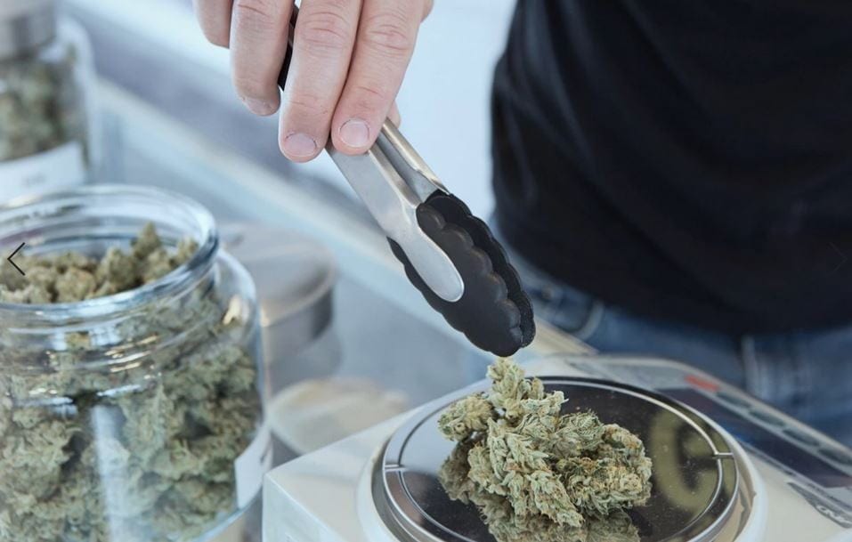 Scaling Weed Buds Man measuring weed buds in scale