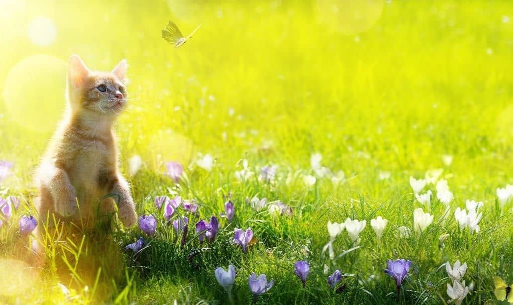 Cat at Park Cat at a park