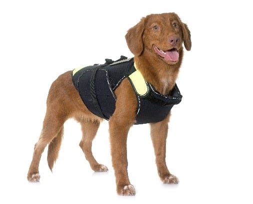 Dog Jacket Dog wearing a dog storm jacket