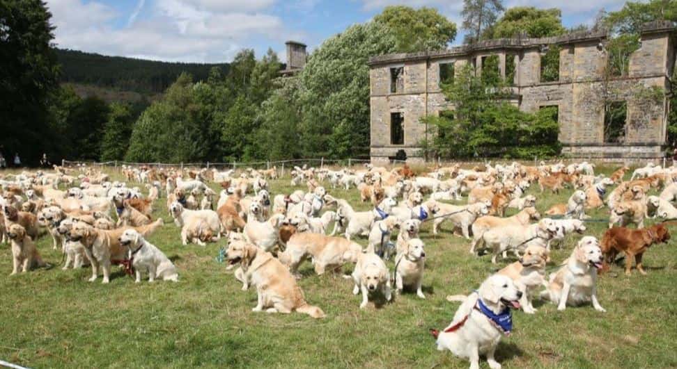 Scottish Highlands Golden Gathering 200 Goldens took place in the Scottish Highlands.