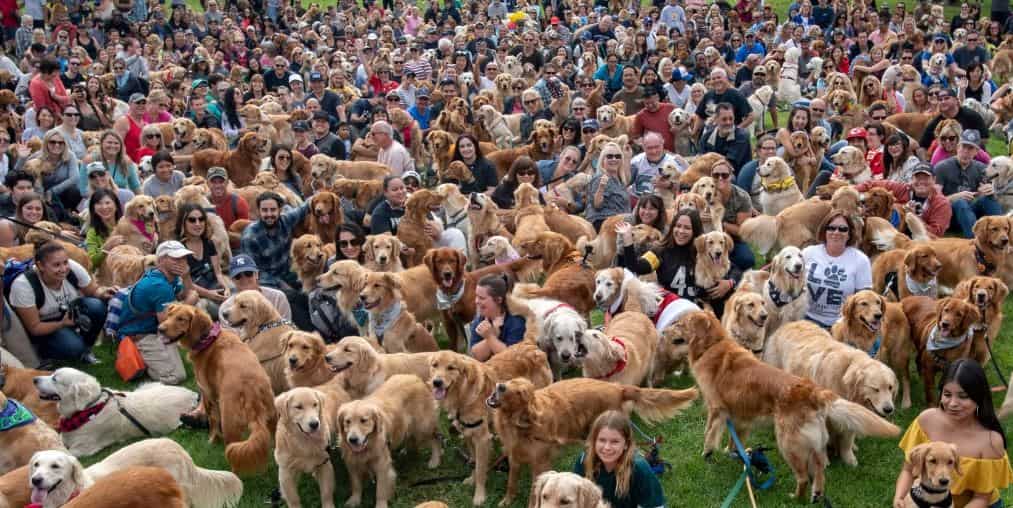 Goldie Palooza 500 Golden Retrievers at Goldie Palooza 2018