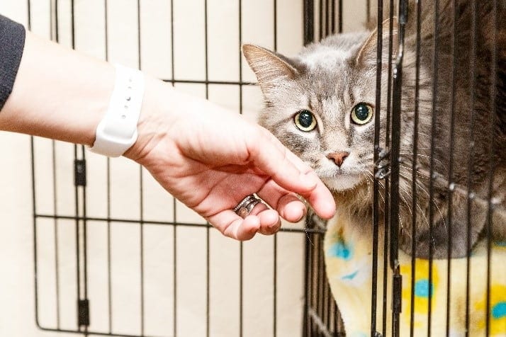Woman Pets Cat Woman pets a cat at a shelter