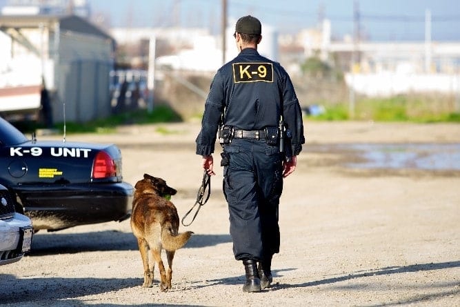 K9 and Officer Walking K9 officer and dog walk together