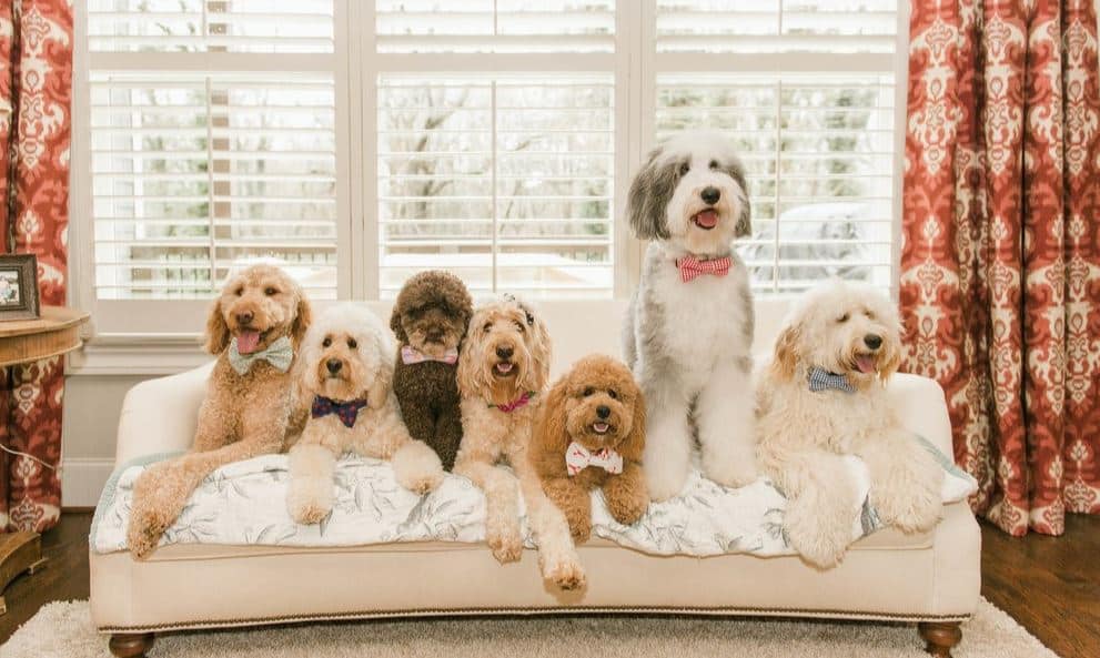 Poodles Couch Many poodles on couch