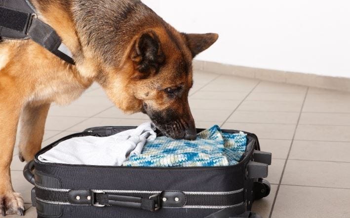 Sniffing Dog Checking Baggage Sniffing dog checking baggage