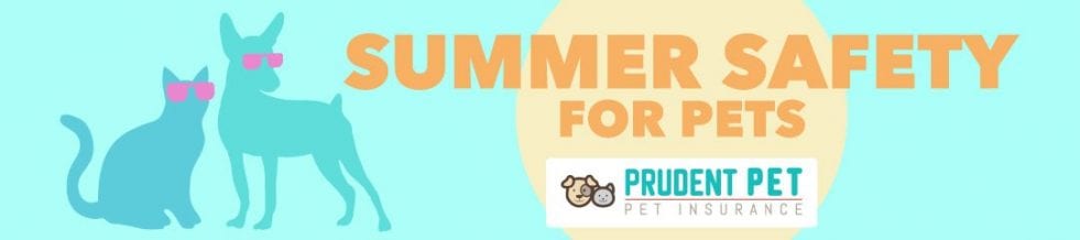 Summer Safety Tips Summer Safety Tips for Dogs