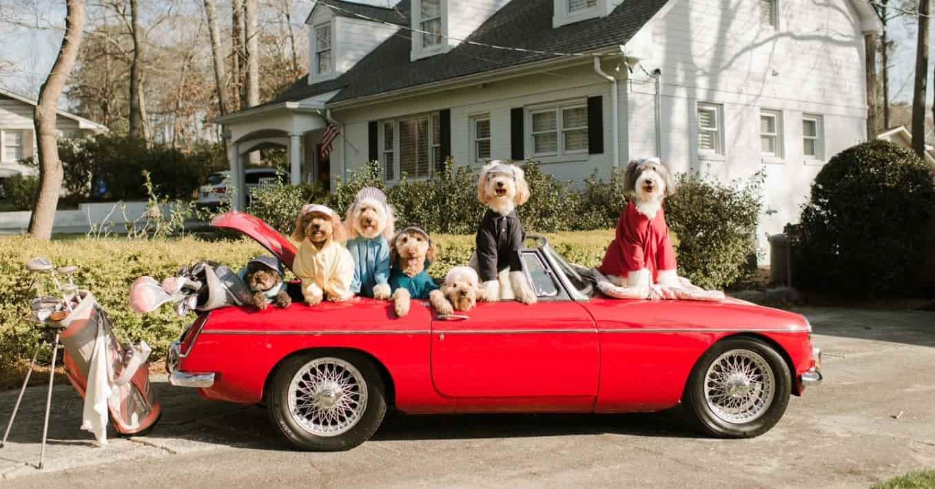 That Dood Squad Atlanta-area friends, with various types of doodles, formed That Dood Squad