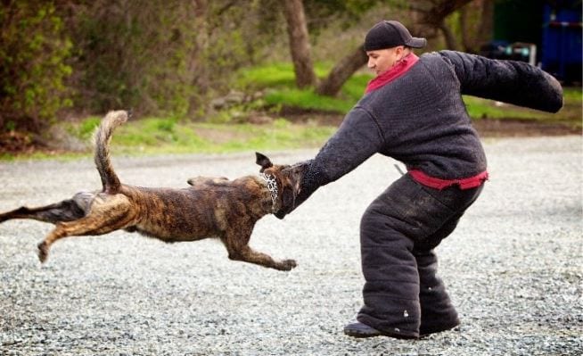 Training dog K9 dog in training with a trainer