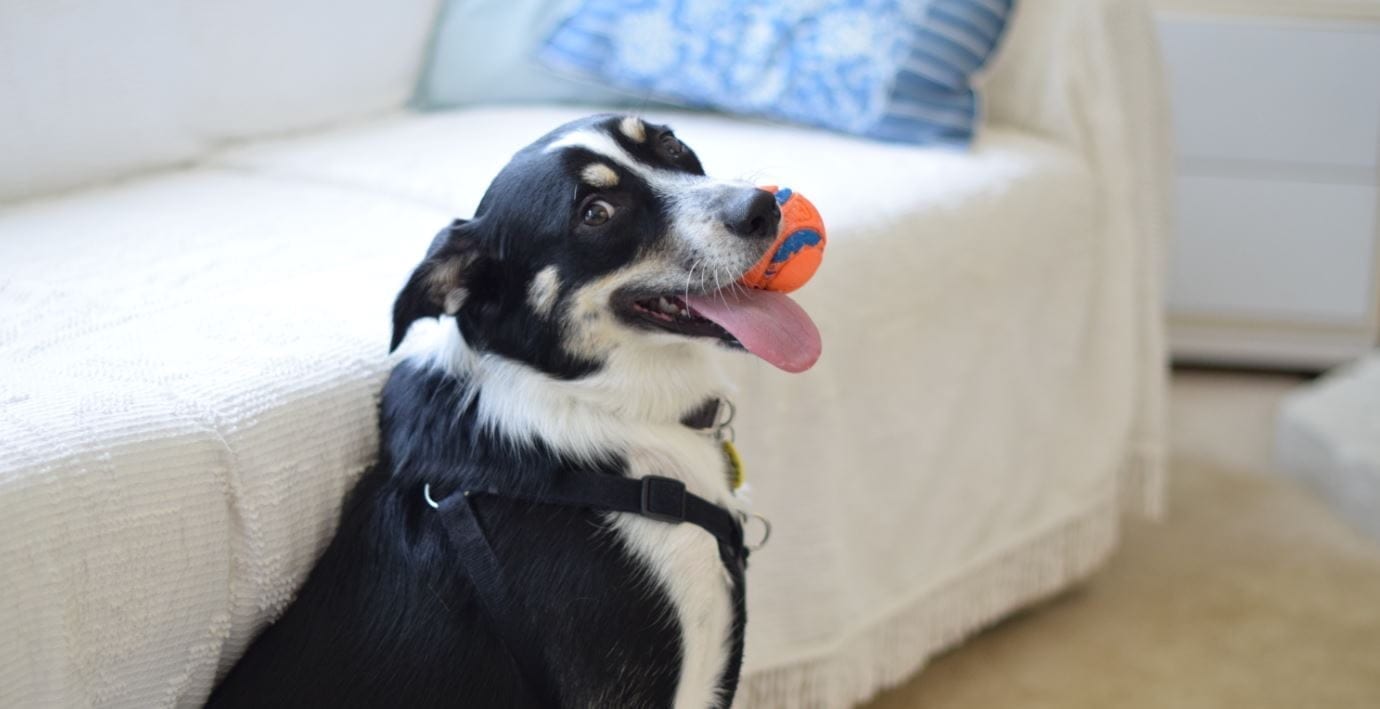 Dog Holding Toy Ball Dog holding a toy ball