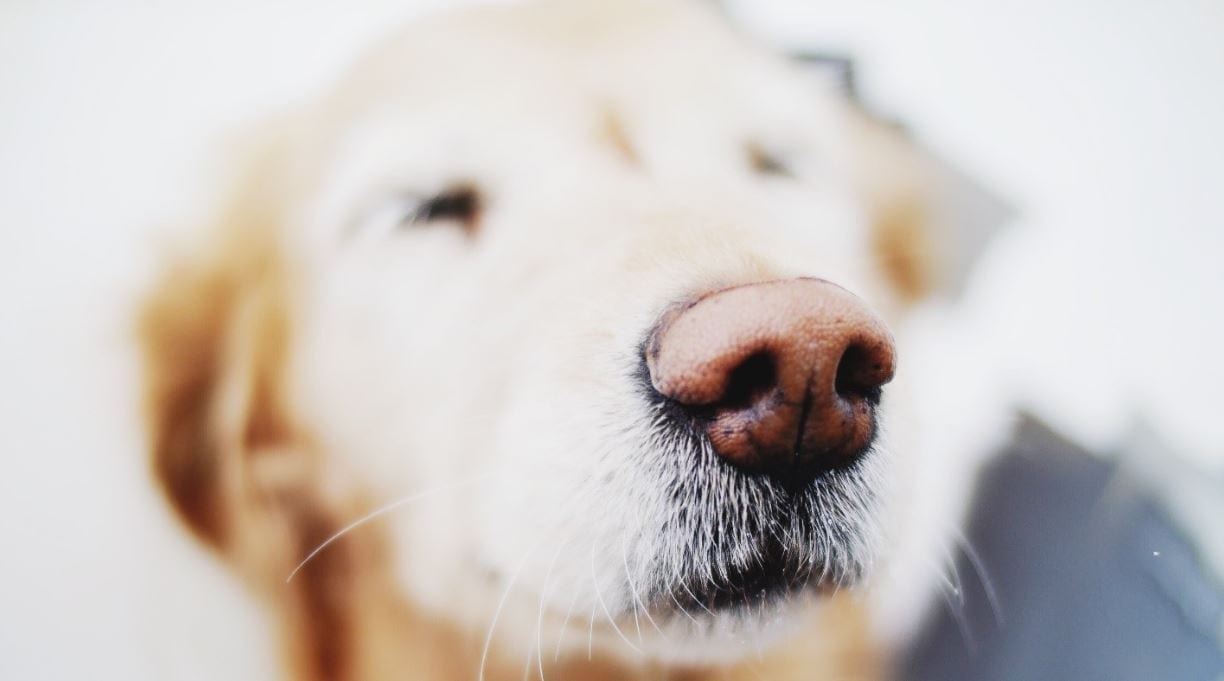 Blurred Dog Blurred closed up dog